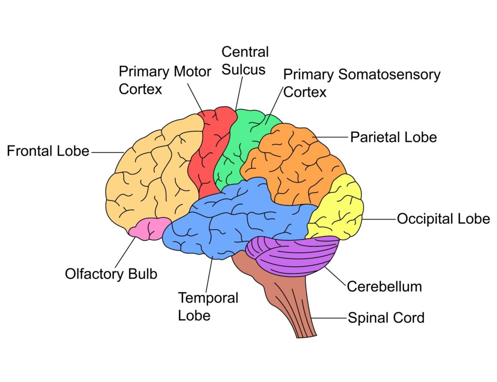 EEG (Electroencephalography) - BrainAccess EEG (Electroencephalography) - BrainAccess